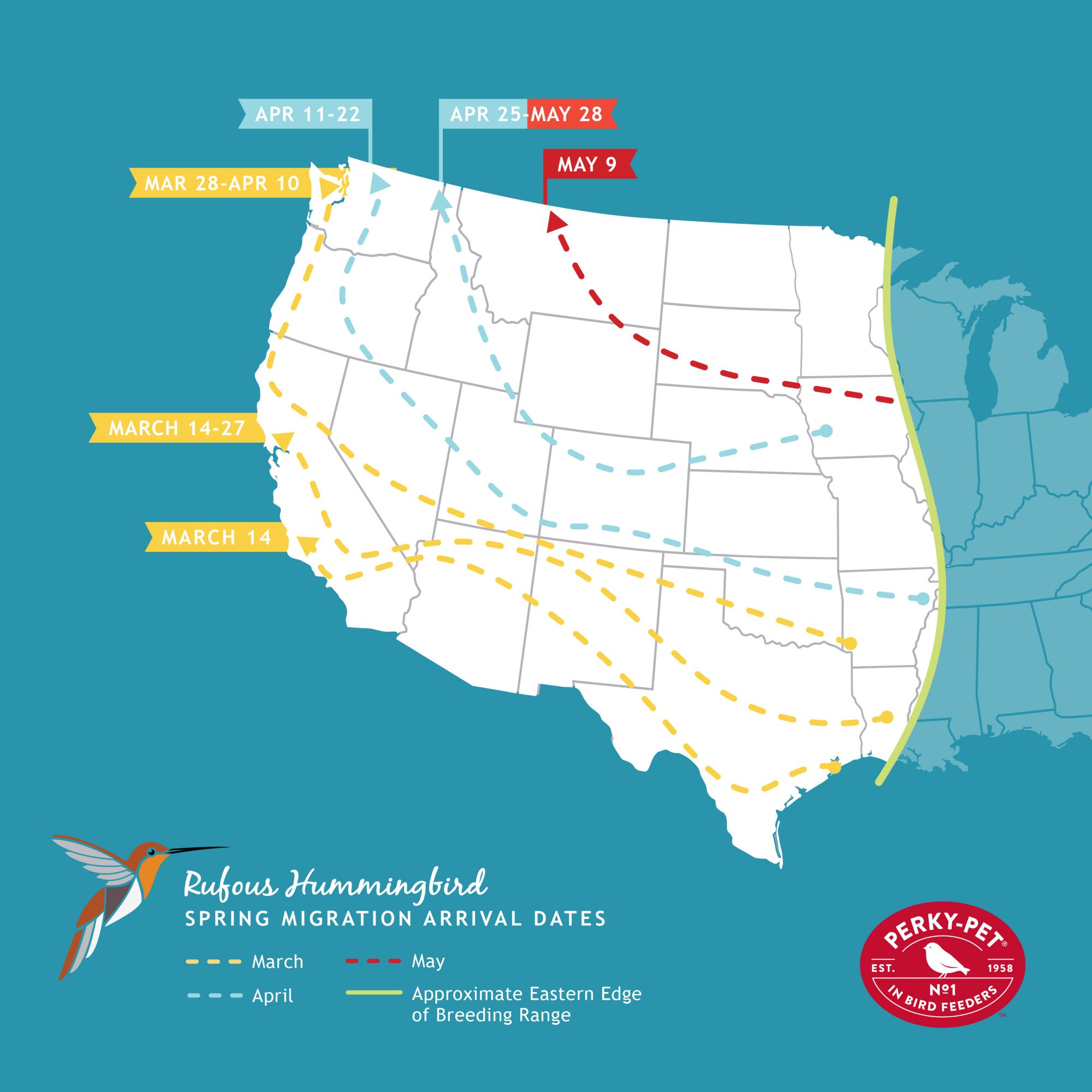 Rufous Hummingbird Migration