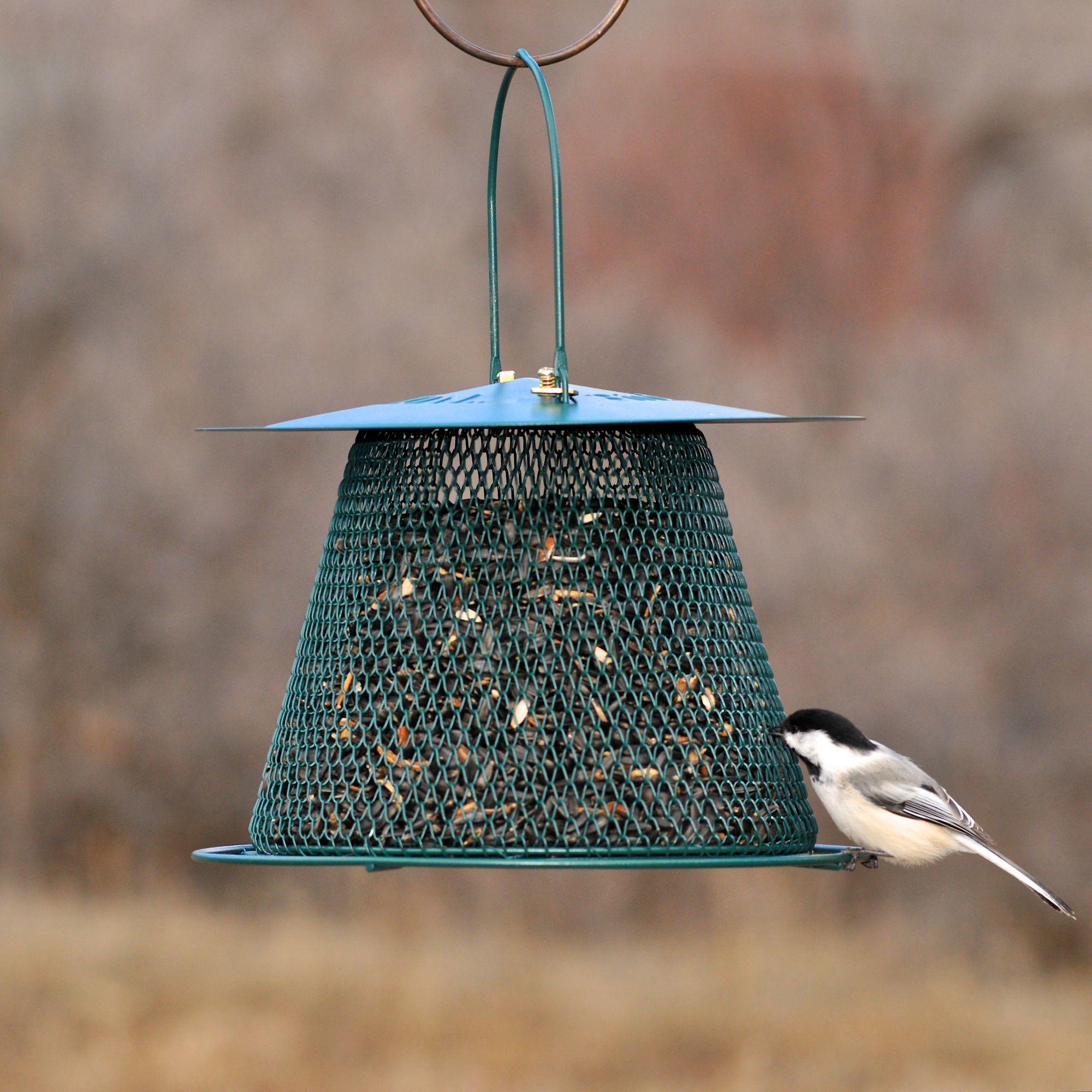 Local bird clearance stores near me