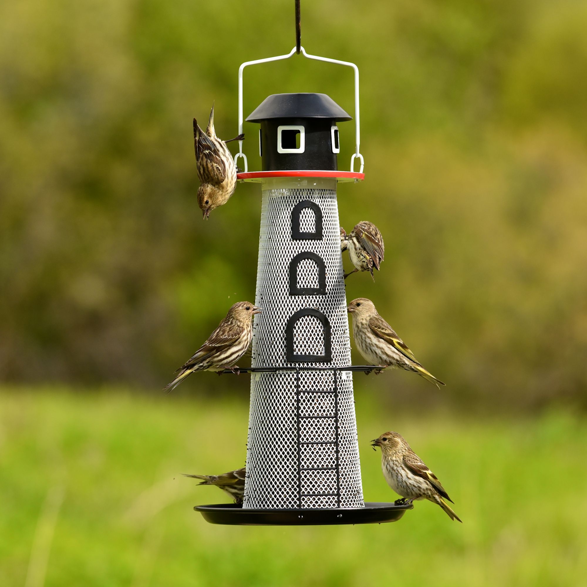 NO/NO® Solar Lighthouse Finch Bird Feeder