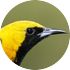 oriole species library